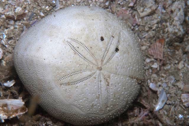 Spatagobrissus mirabilis aboral