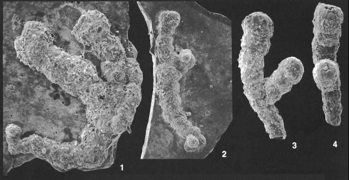 Placopsilina bifurca Loeblich and Tappan Holotype and Paratypes Placopsilina bifurca Loeblich and Tappan Holotype and Paratypes