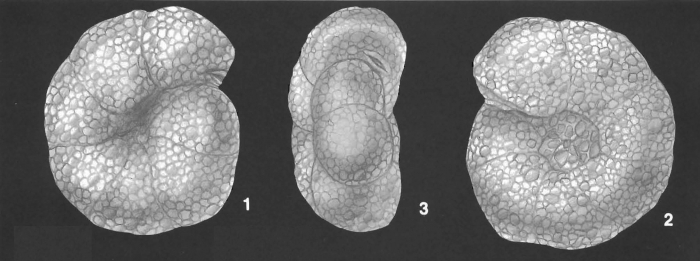 Labrospira crassimargo (Norman) identified specimen Labrospira crassimargo (Norman) identified specimen
