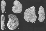 Labrospira spiculotesta (Zheng) identified specimen