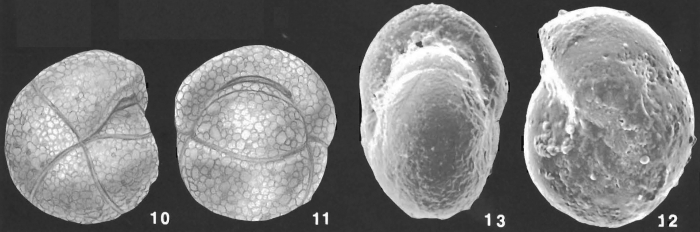 Cribrostomoides bradyi Cushman identified specimen Cribrostomoides bradyi Cushman identified specimen