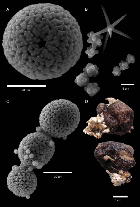 External morphology and microscleres