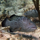 Black grouper