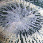 Hydrozoa (hydroids)