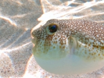 Tetraodontiformes