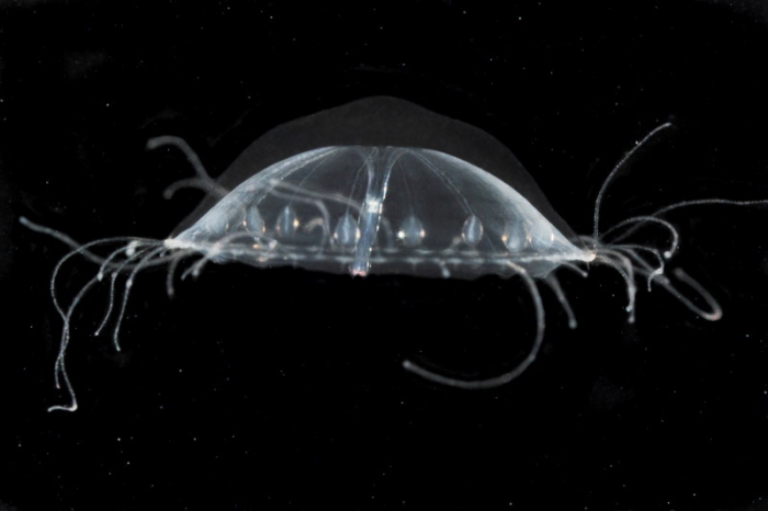 Amphogona apsteini medusa from mouth of Brunswick River, New South Wales, Australia