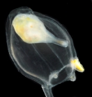 Corymorpha forbesii medusa from mouth of Brunswick River, New South Wales, Australia