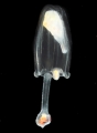 Hydrozoa (hydroids)