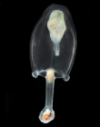 Corymorpha forbesii medusa from mouth of Brunswick River, New South Wales, Australia