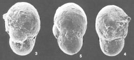Cystammina pauciloculata (Brady) identified specimen, author: Mamo, Briony