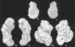 Haddonia torresiensis Chapman identified specimen