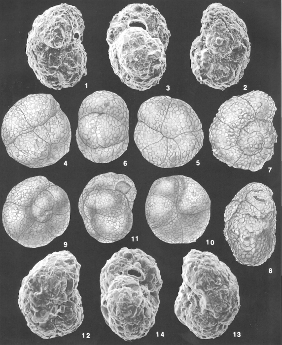 Recurvoides contortus Earland identified specimen Recurvoides contortus Earland identified specimen