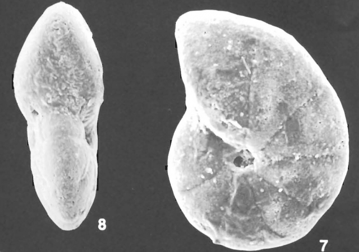 Cyclammina trullissata (Brady) identified specimen Cyclammina trullissata (Brady) identified specimen