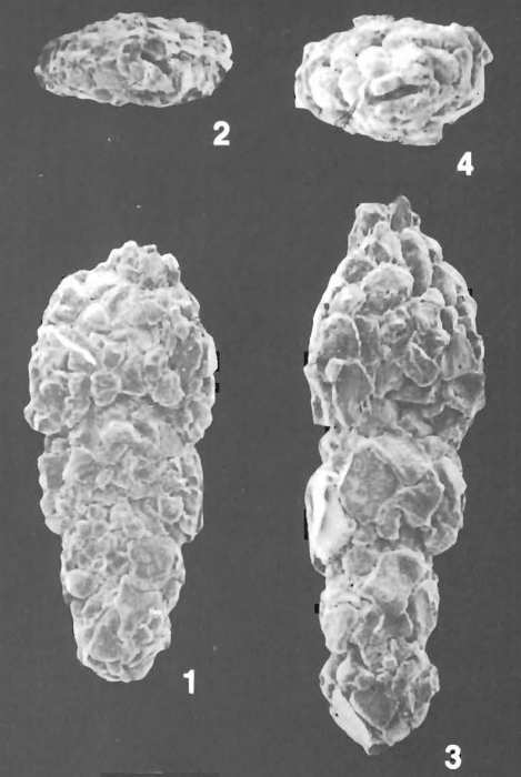 Vulvulina sinensis Zheng identified specimen Vulvulina sinensis Zheng identified specimen