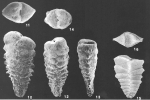 Chromista - Foraminifera (foraminifers)