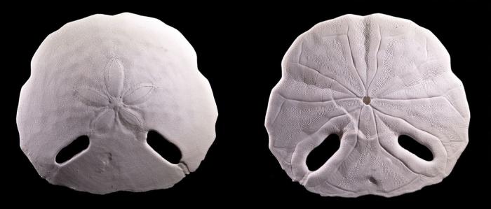 Echinodiscus truncatus