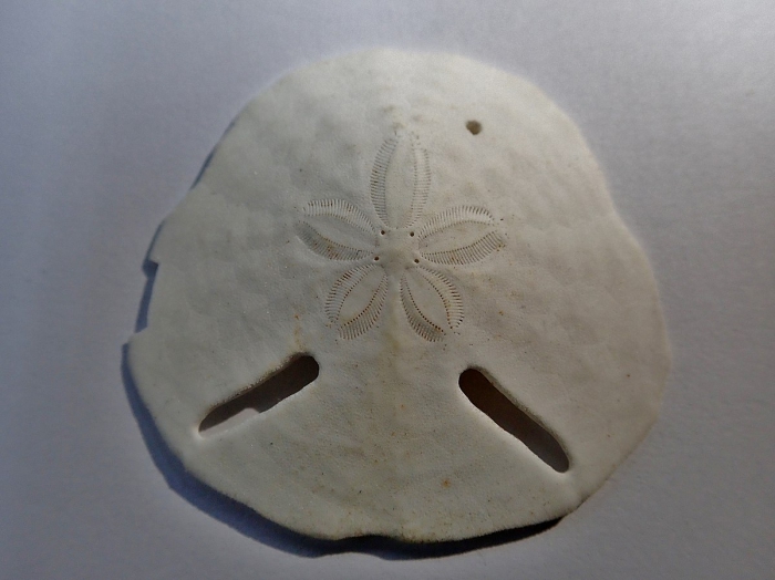 Echinodiscus bisperforatus naked test