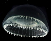 Aequorea globosa medusa from mouth of Brunswick River, New South Wales, Australia