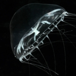 Aequorea cf. kurangai from mouth of Brunswick River, New South Wales, Australia