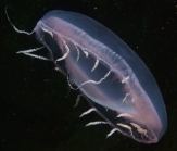 Aequorea cf. pensilis medusa from mouth of Brunswick River, New South Wales, Australia