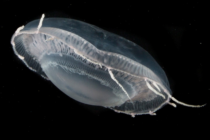 Aequorea cf. pensilis medusa from mouth of Brunswick River, New South Wales, Australia