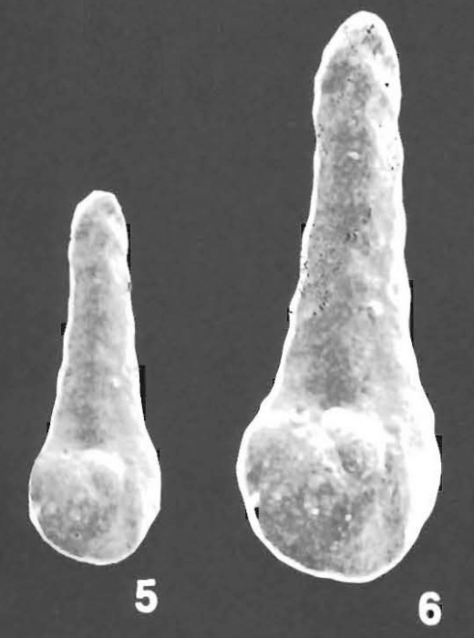 Duquepsammia bulbosa (Cushman) identified specimen Duquepsammia bulbosa (Cushman) identified specimen