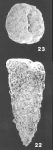Gaudryina quadrangularis Bagg identified specimen