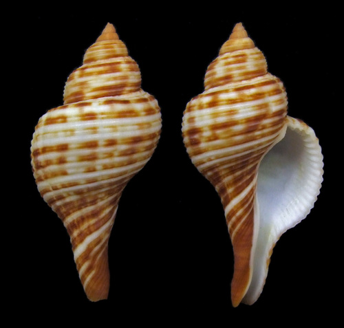 Taphon clavella (Reeve, 1847) Taphon clavella (Reeve, 1847)
