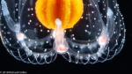 Hydrozoa (hydroids)