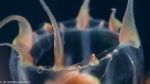 Hydrozoa (hydroids)