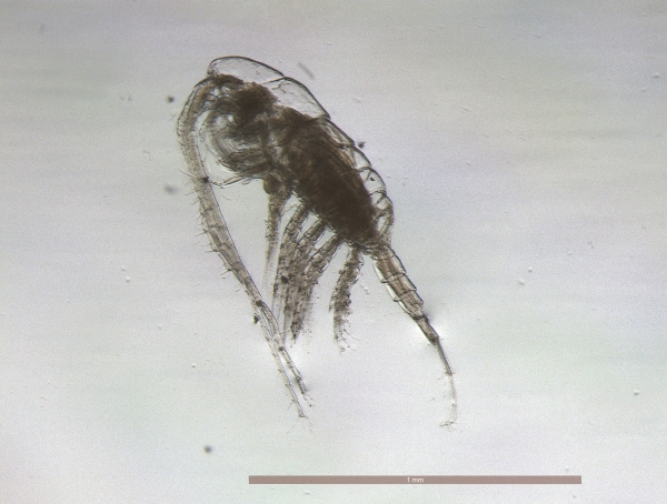 Centropages hamatus Centropages hamatus