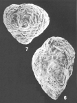 Barbourinella teretis Loeblich & Tappan Holotype