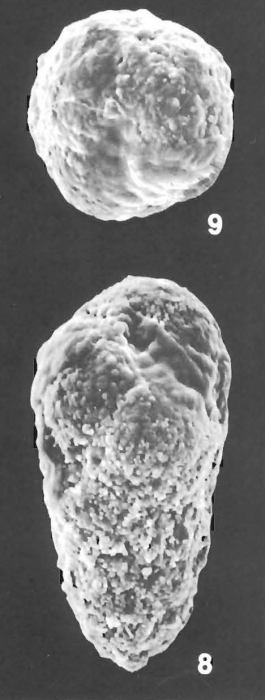 Verneuilinulla advena (Cushman) identified specimen Verneuilinulla advena (Cushman) identified specimen
