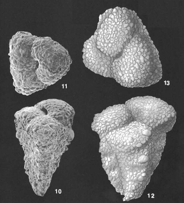 Migros flintii (Cushman) identified specimen Migros flintii (Cushman) identified specimen