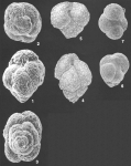 Rhumblerella humboldti (Todd & Bronnimann) identified specimen