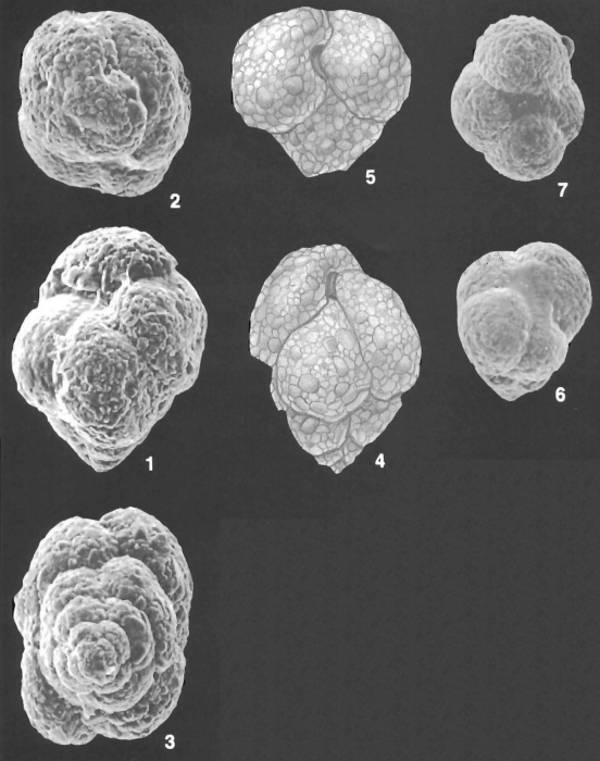 Rhumblerella humboldti (Todd & Bronnimann) identified specimen Rhumblerella humboldti (Todd & Bronnimann) identified specimen