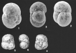 Ammoglobigerina globulosa (Cushman) identified specimen