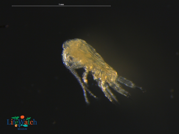 Pseudodiaptomus marinus Sato, 1913 Pseudodiaptomus marinus Sato, 1913