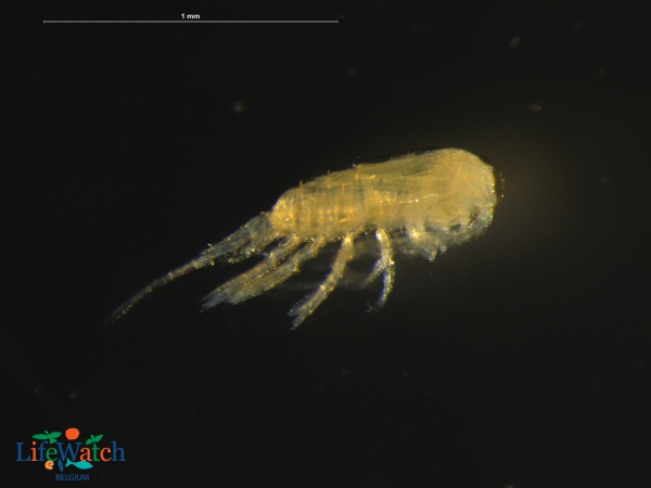 Pseudodiaptomus marinus Sato, 1913 Pseudodiaptomus marinus Sato, 1913