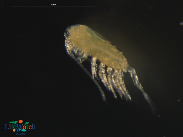 Pseudodiaptomus marinus Sato, 1913 Pseudodiaptomus marinus Sato, 1913