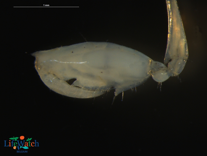 Pseudoprotella phasma (Montagu, 1804) Pseudoprotella phasma (Montagu, 1804)