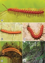 Desmoxytes aurata Srisonchai, Enghoff & Panha, 2018