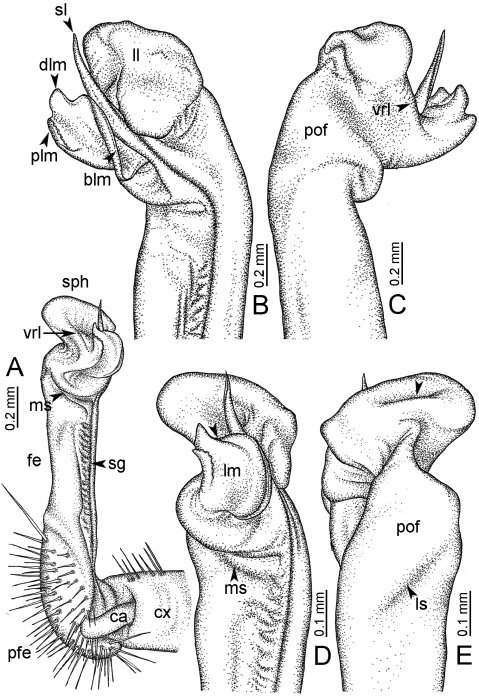Desmoxytes aurata sp. n. (paratype) – right gonopod. 