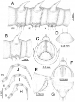 Desmoxytes corythosaurus sp. n. (male paratypes).