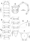 Desmoxytes delfae (Jeekel, 1964), specimen from Tham Khan Ti Phol.