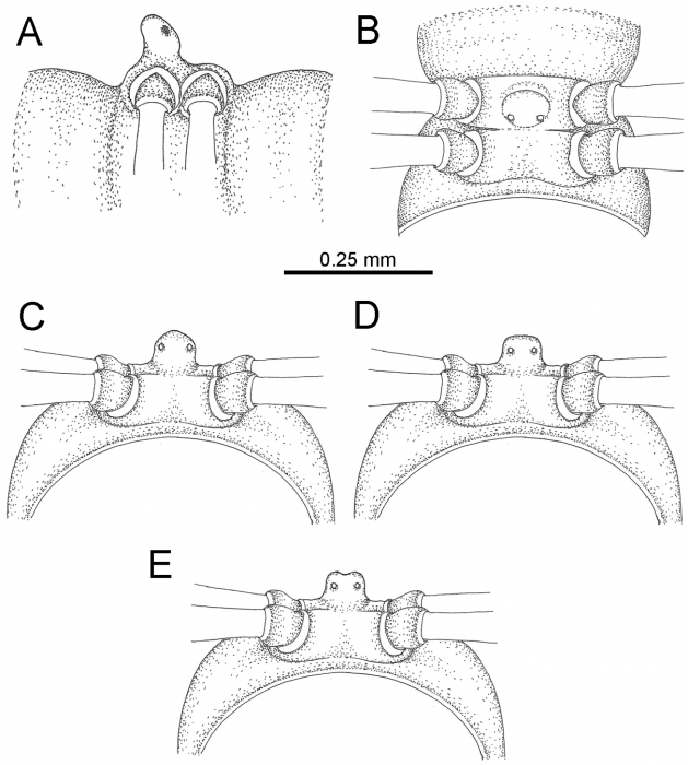 Desmoxytes delfae (Jeekel, 1964), specimens from Tham Khan Ti Phol – sternal lobe between male coxae 4.