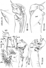 Desmoxytes des Srisonchai et al. 2016 (paratype) – right gonopod (modified from Srisonchai et al. 2016).