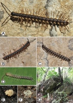 Photographs of live Desmoxytes euros sp. n. and habitat.