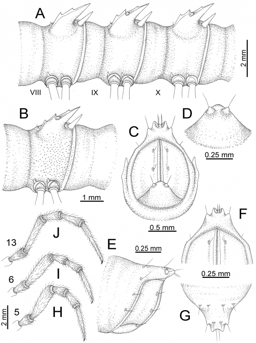 Desmoxytes euros sp. n. (male paratype). 