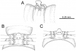 Desmoxytes euros sp. n. (male paratype)